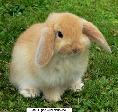 artistica sau nu,bunny e adorabil ;x poze artistice!